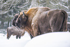Wisent in winter