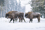Wisent in winter