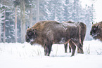 Wisent in winter