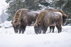 Wisent in winter