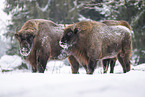 Wisent in winter