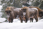 Wisent in winter