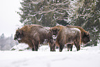 Wisent in winter