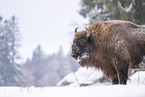 Wisent in winter