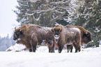 Wisent in winter