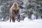 Wisent in winter