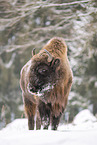 Wisent in winter