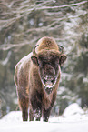 Wisent in winter