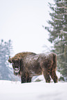 Wisent in winter