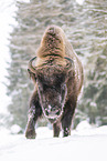 Wisent in winter