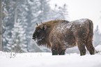 Wisent in winter