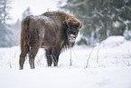 Wisent in winter