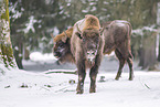 Wisent in winter