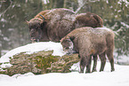 Wisent in winter