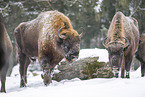 Wisent in winter