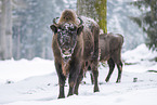 Wisent in winter