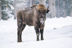 Wisent in winter