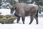 Wisent in winter