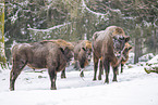 Wisent in winter