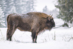 Wisent in winter