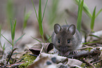 long-tailed field mouse