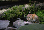long-tailed field mouse