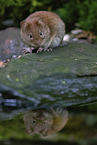 long-tailed field mouse