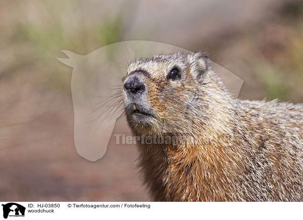 woodchuck / HJ-03850
