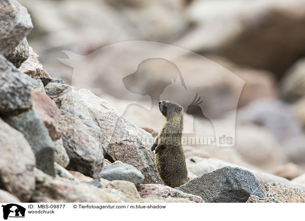 Waldmurmeltier / woodchuck / MBS-09877