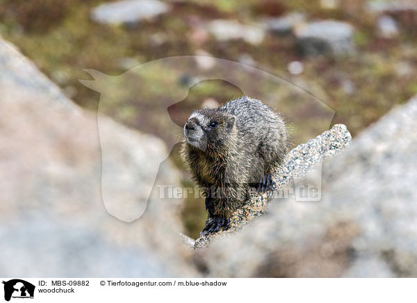 woodchuck / MBS-09882