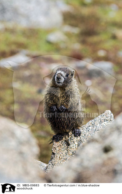 woodchuck / MBS-09883