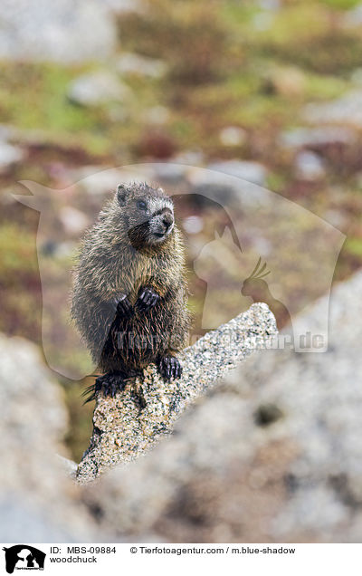 Waldmurmeltier / woodchuck / MBS-09884