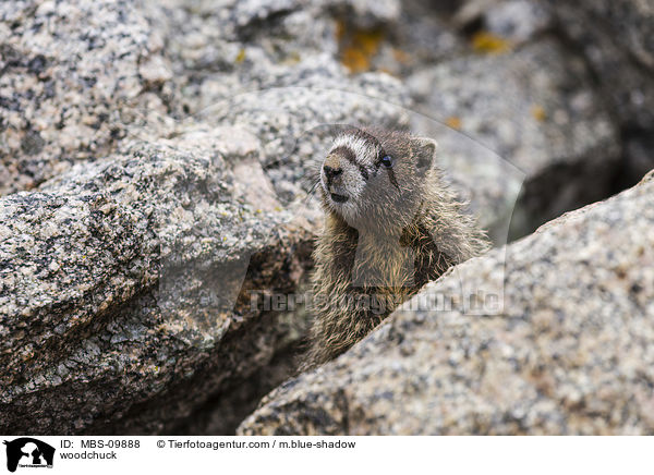 Waldmurmeltier / woodchuck / MBS-09888