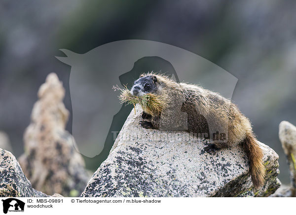 Waldmurmeltier / woodchuck / MBS-09891