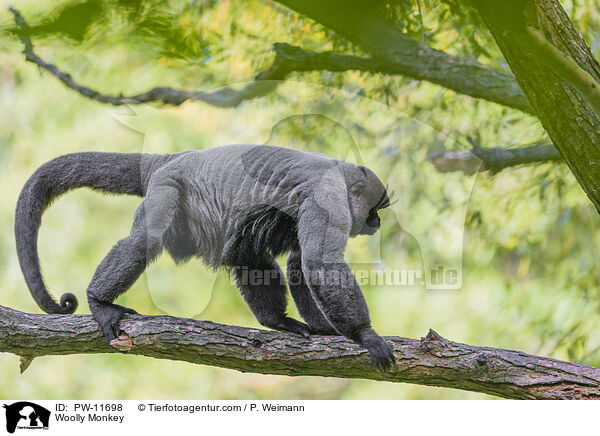 Woolly Monkey / PW-11698