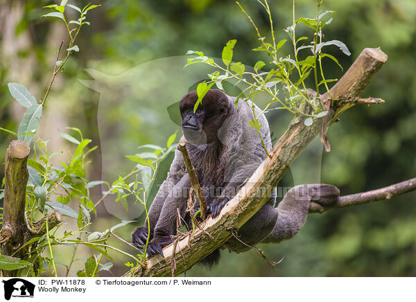 Wollaffe / Woolly Monkey / PW-11878