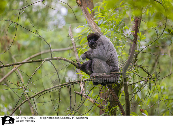 Wollaffe / woolly monkey / PW-12969