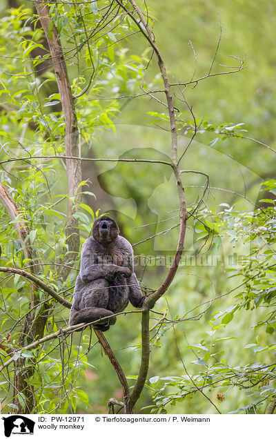 Wollaffe / woolly monkey / PW-12971