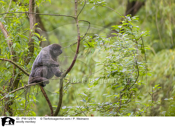 Wollaffe / woolly monkey / PW-12974