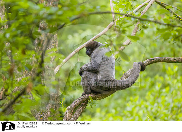 Wollaffe / woolly monkey / PW-12992
