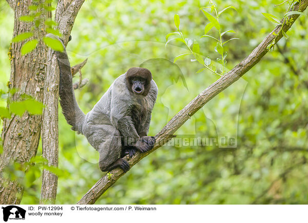 Wollaffe / woolly monkey / PW-12994