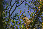 Woolly Monkey
