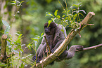 Woolly Monkey