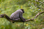 Woolly Monkey