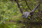 Woolly Monkey