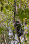 Woolly Monkey