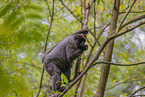 Woolly Monkey