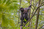Woolly Monkey