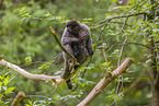 woolly monkey