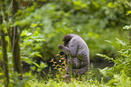 woolly monkey